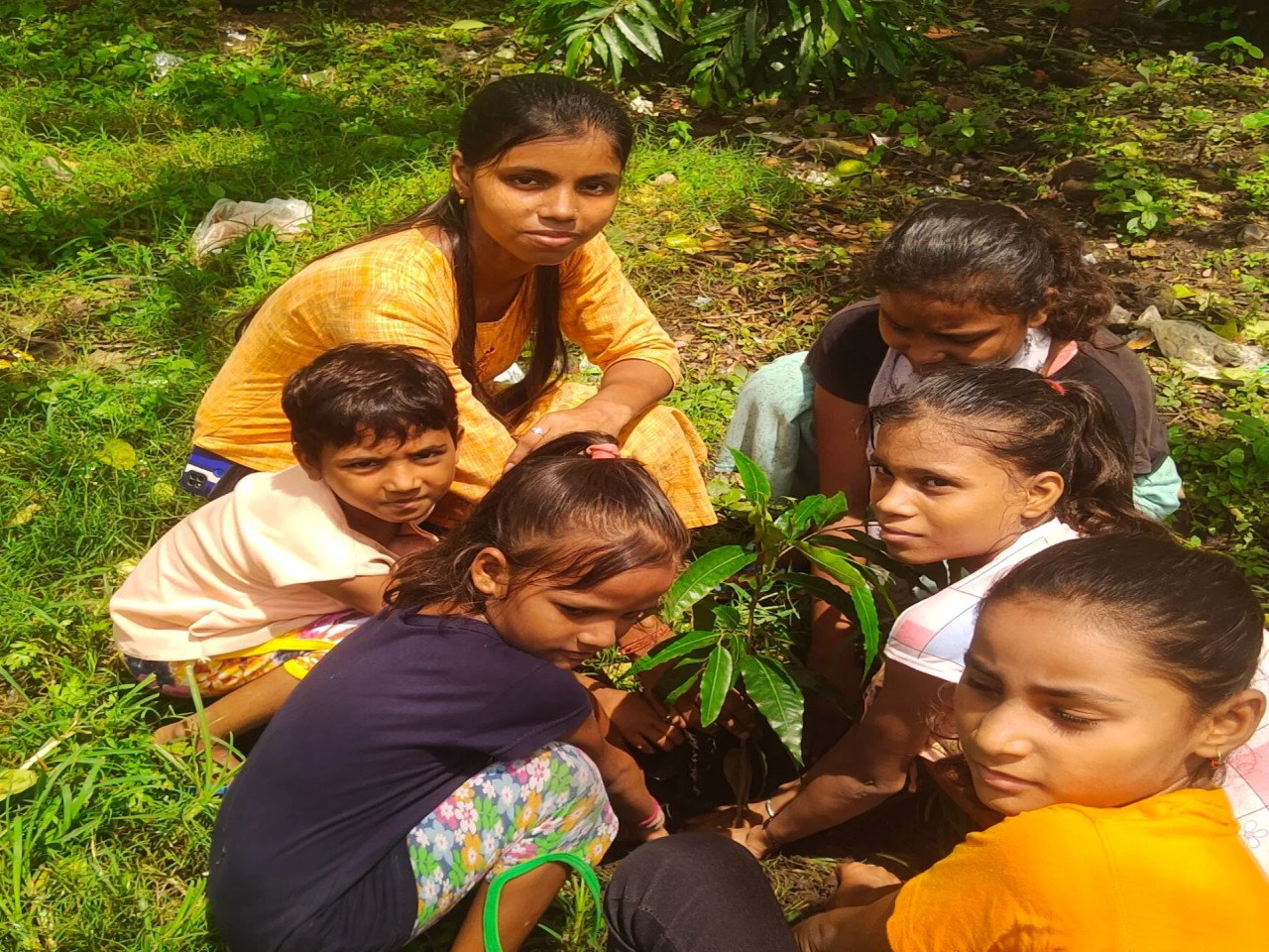 Tree Plantation