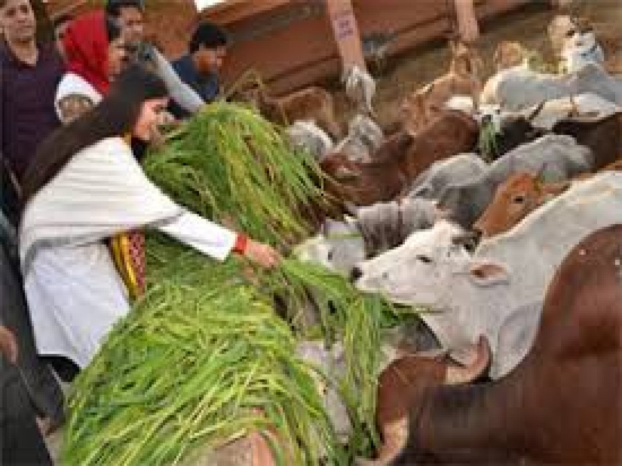 Gau Sewa